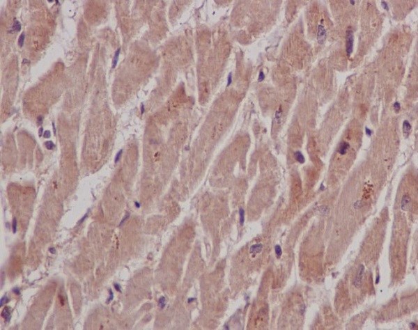 [KD]SHP2 Rabbit mAb ABZ5331