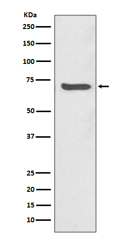 [KD]SHP2 Rabbit mAb ABZ5331