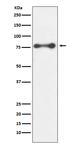 [KD]PKC delta Rabbit mAb ABZ5332