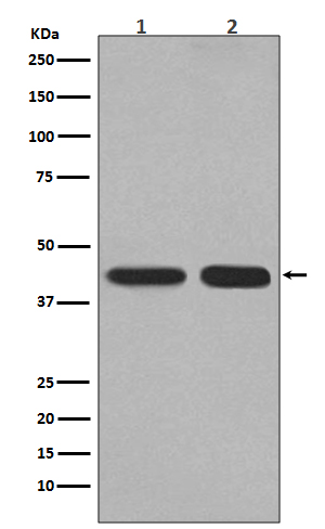 [KO]PGK1 Rabbit mAb ABZ5339