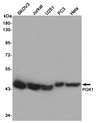 [KO]PGK1 Rabbit mAb ABZ5339
