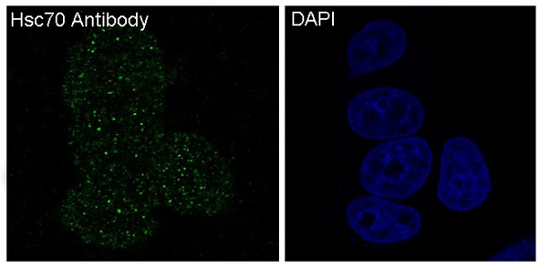 [KD]Hsc70 Rabbit mAb ABZ5340