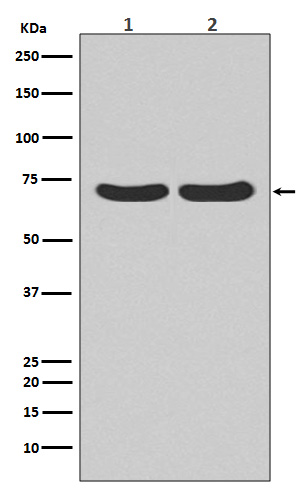 [KD]Hsc70 Rabbit mAb ABZ5340