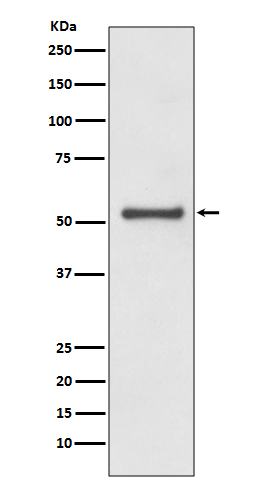 [KD]Cyclin A1/A2 Rabbit mAb ABZ5342