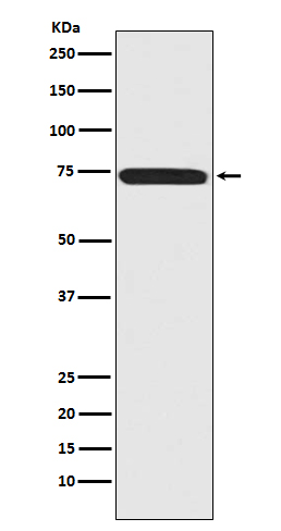 [KD]Menin Rabbit mAb ABZ5343