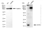 KD-Validated Anti-DSTN Rabbit Monoclonal Antibody ABG1008