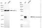 KD-Validated Anti-NK2 Homeobox 1 Rabbit Monoclonal Antibody ABG1889