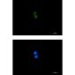 ASH2L Rabbit mAb ABZ1389