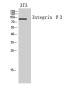 Integrin beta 3 Rabbit pAb ABZ1475