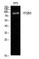 Integrin beta 3 Rabbit pAb ABZ1475
