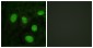 Histone H1.8 Rabbit pAb ABZ1476