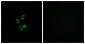 Cytochrome P450 4Z1 Rabbit pAb ABZ1478