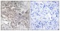 Cytochrome P450 4Z1 Rabbit pAb ABZ1478