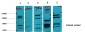 Glucocorticoid Receptor Rabbit pAb ABZ1487