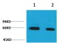Bovine Serum Albumin Rabbit pAb ABZ1488