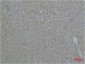 ZBTB45 Rabbit pAb ABZ1489