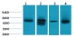 Lactate Dehydrogenase D Rabbit pAb ABZ1490