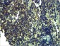 Toll-Like Receptor 13 Rabbit pAb ABZ1494