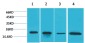 Superoxide Dismutase 1 Rabbit pAb ABZ1499