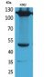 Integrin alpha 4 Rabbit pAb ABZ1506