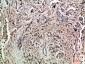 TLE1/2/3/4 Rabbit pAb ABZ1511
