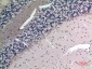 Apelin Rabbit pAb ABZ1516