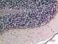 Apelin Rabbit pAb ABZ1516