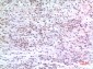 ZNF307 Rabbit pAb ABZ1519