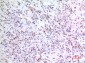 ZNF307 Rabbit pAb ABZ1519