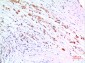 ZNF307 Rabbit pAb ABZ1519