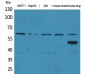 ZNF307 Rabbit pAb ABZ1519
