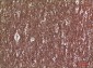 Collagen V alpha 2 Rabbit pAb ABZ1526
