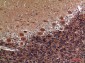 Collagen V alpha 2 Rabbit pAb ABZ1526