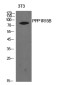 PPP1R15B Rabbit pAb ABZ1528