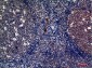CD62P Rabbit pAb ABZ1529