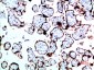 Growth Hormone Rabbit pAb ABZ1532