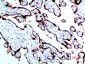 Growth Hormone Rabbit pAb ABZ1532