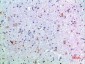 Growth Hormone Rabbit pAb ABZ1532
