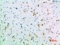 Growth Hormone Rabbit pAb ABZ1532