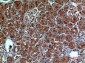 Neuropilin 1 Rabbit pAb ABZ1543