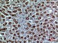 Neuropilin 1 Rabbit pAb ABZ1543