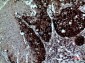 Integrin alpha 4 Rabbit pAb ABZ1544