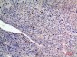 FGF2 Rabbit pAb ABZ1548