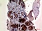 Prostate Specific Antigen Rabbit pAb ABZ1549
