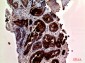 Prostate Specific Antigen Rabbit pAb ABZ1549