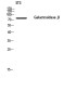 GLB1/Beta-galactosidase Rabbit pAb ABZ1551
