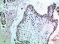 NOL5A Rabbit pAb ABZ1552