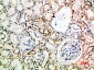 CD16 Rabbit pAb ABZ1554