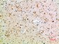 CD16 Rabbit pAb ABZ1554