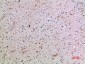 CD16 Rabbit pAb ABZ1554